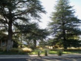 almost dreamy - a large-lot oasis of conifers (Deodar Cedar), tan grasses, a trio of parkway palmillas, and green lawn